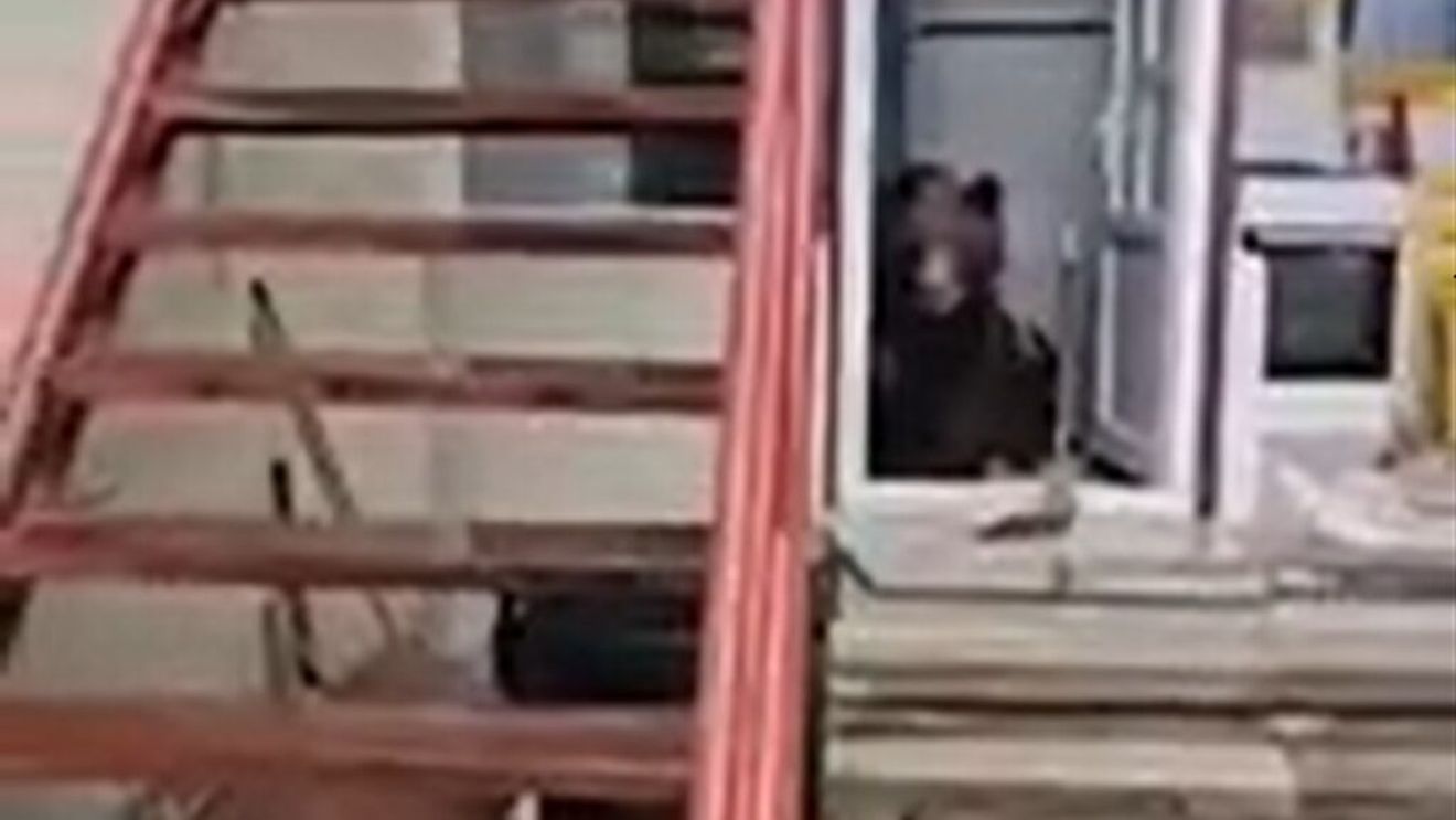 O ursoaică cu trei pui a intrat de două ori într-o casă din Bușteni / Animalele au mers direct la frigider în căutare de hrană