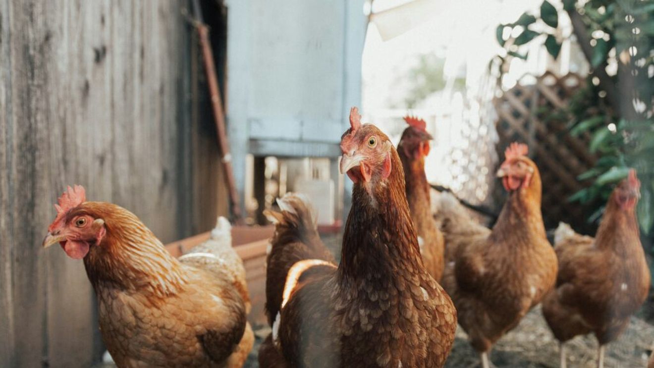 Ouăle free-range ar putea avea un impact mai mare asupra mediului decât cele de la găinile crescute în cuști. Ce a descoperit un nou studiu