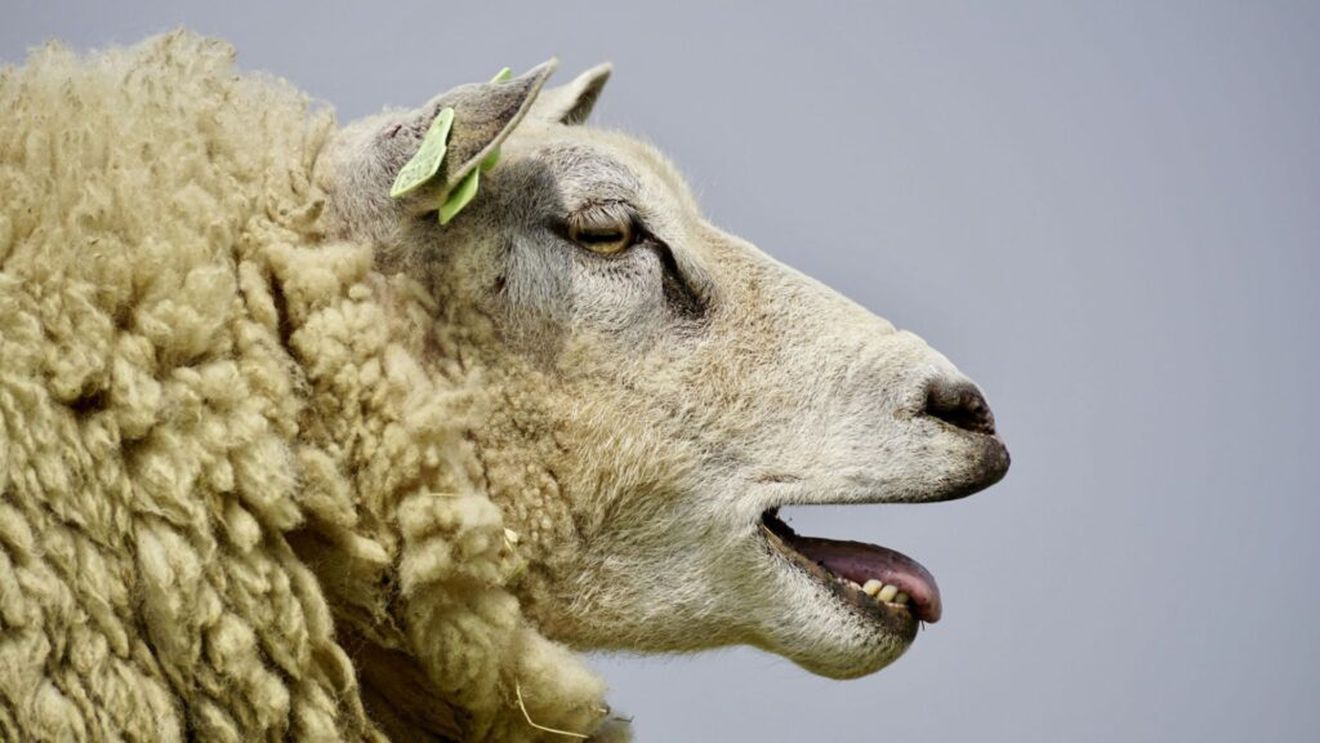 Marea Britanie a detectat primul caz de gripă aviară la o oaie