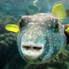Grecia montează bariere plutitoare împotriva peștelui-iepure / Specia toxică se extinde în Marea Mediterană
