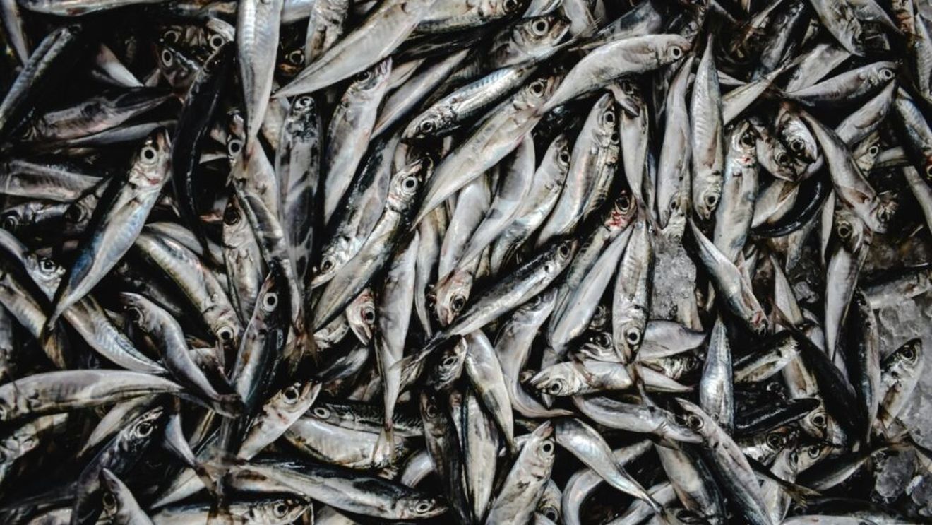 Ploaie cu pește, într-o regiune din Honduras/ Fenomenul are loc în fiecare an și nimeni nu știe exact care este cauza