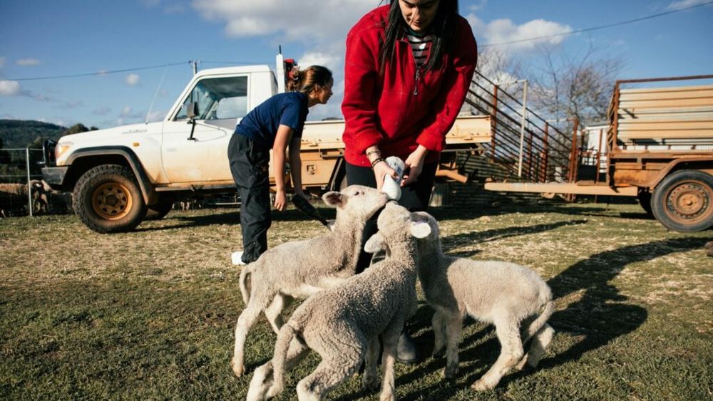 Institutul Național de Statistică a publicat datele legate de creșterea animalelor și producția de lapte. Trendul este pozitiv pentru 2023