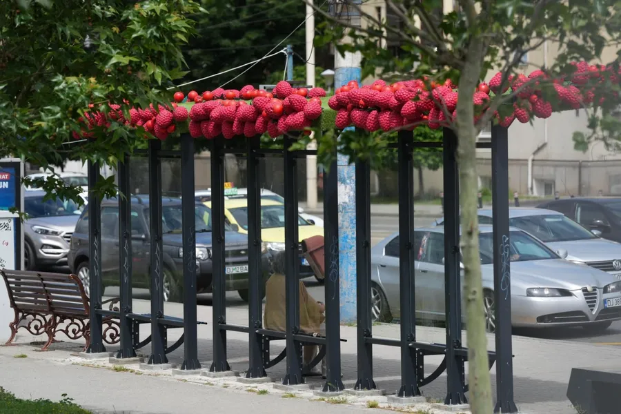 Primăria Craiova a montat fructe gigant peste stațiile de autobuz din municipiu