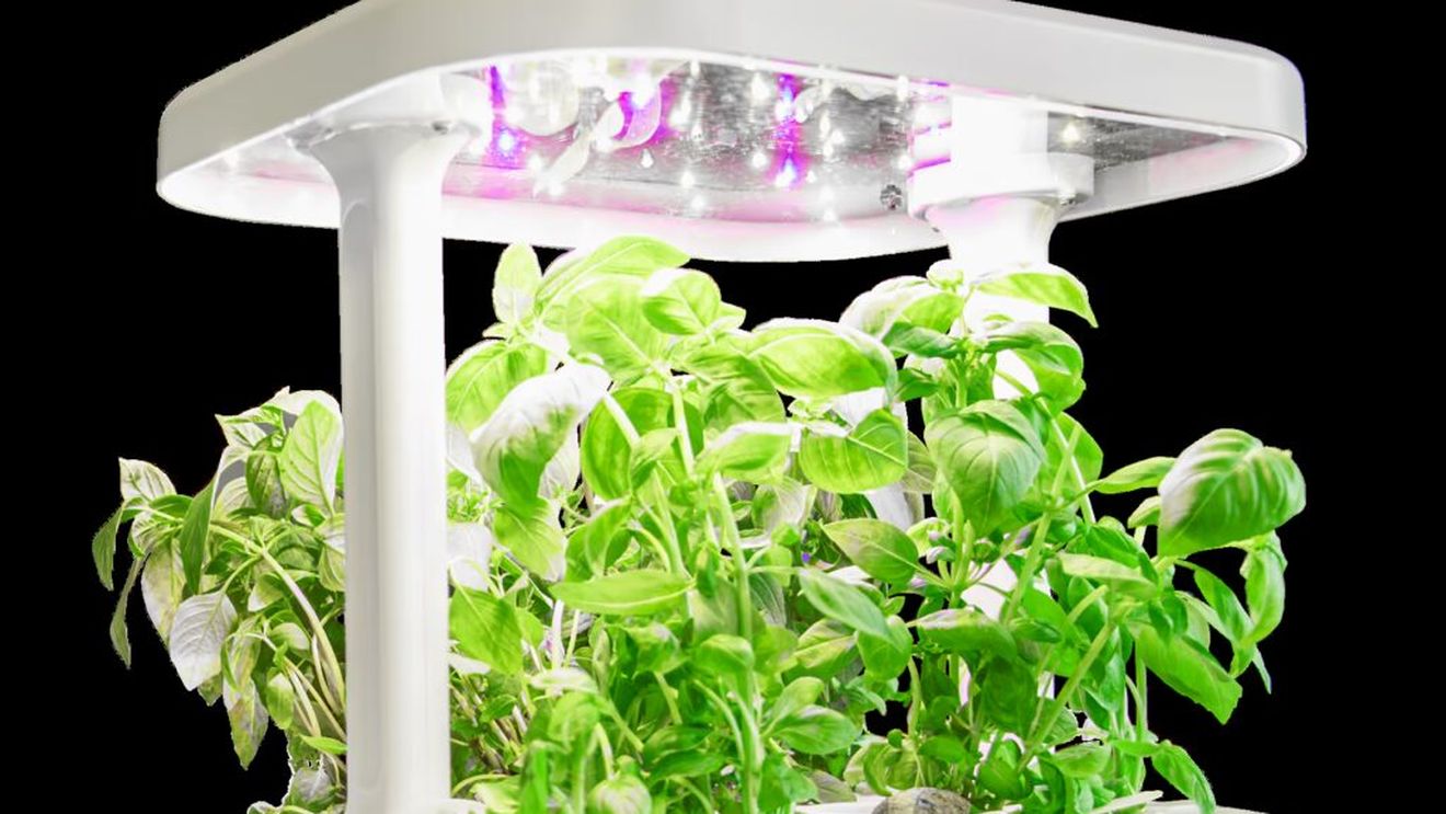 Cum poți câștiga 10.000 de franci elvețieni, cultivând busuioc cu ajutorul AI / Cei mai buni cinci crescători vor avansa în finală, care va avea loc în aprilie 2026!