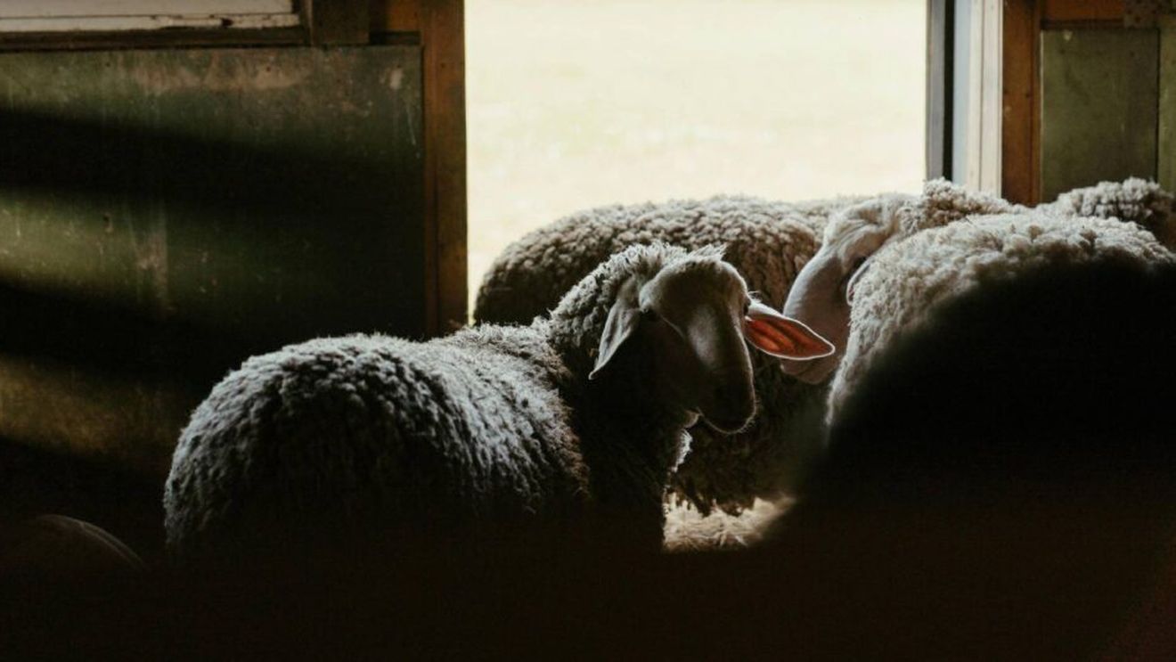 Cu cât se vinde carnea de miel pe OLX | Fermieri: „Față de anul trecut, e mai slăbuț”. „Vindem 20% din ce vindeam în anii trecuți” / Iedul câștigă teren în fața mielului