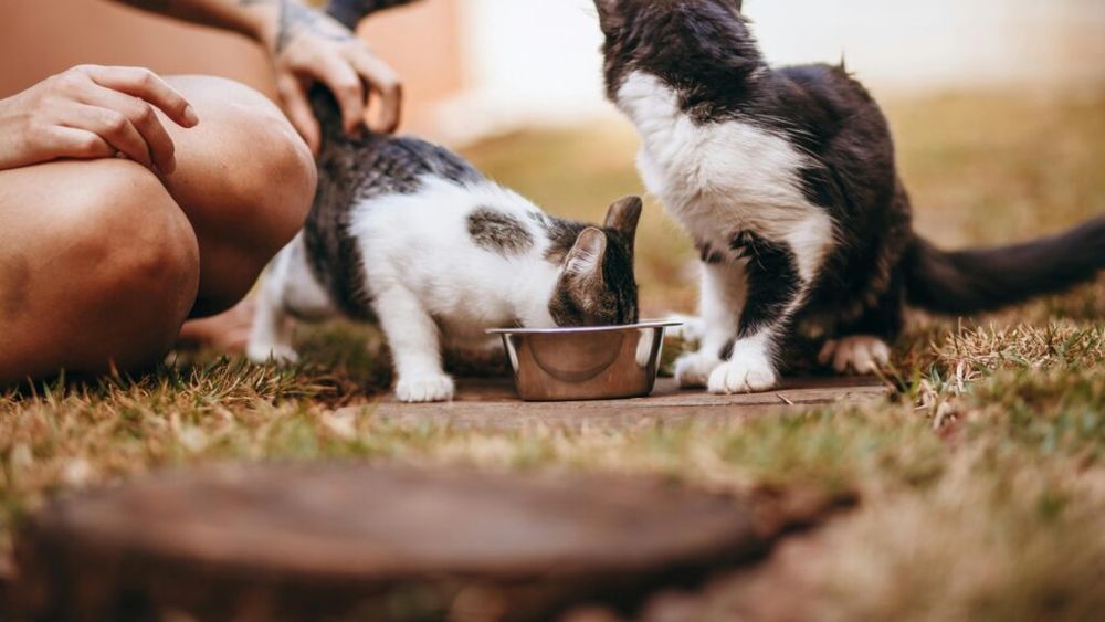 Descifrarea codului felin: Cum creeză producătorii hrană nutritivă și gustoasă pentru pisici