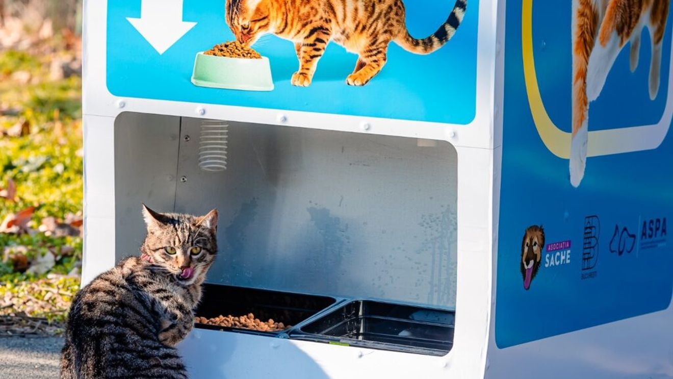 2.000 de pisici hrănite cu ajutorul automatelor ecologice ASPA. Oamenii sunt rugați să nu le blocheze