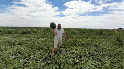 FOTO-VIDEO | A început sezonul lubeniței de Gottlob / Producătorii vând mai ieftin, deși costurile au crescut: „Au apărut foarte multe importuri, ceea ce a dus la scăderea accentuată a prețurilor””