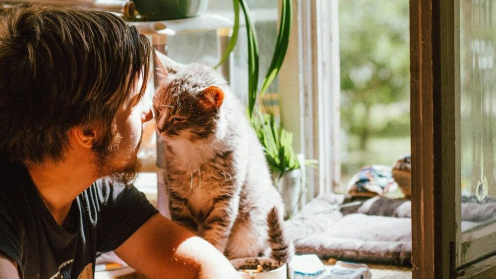 Tăticii de pisici, noua forță de pe piață: Companiile de hrană pentru animale ezită să-i cucerească