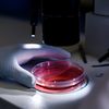 Un virus al ardeiului, transformat într-o unealtă genetică de precizie / Cercetătorii chinezi pot „opri” gene în trei săptămâni / Metoda ar putea accelera studiile pentru soiuri rezistente la boli
