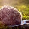 Valul de căldură devine un pericol major pentru animale în Franța / Unele specii pot pierde până la 99% din populație