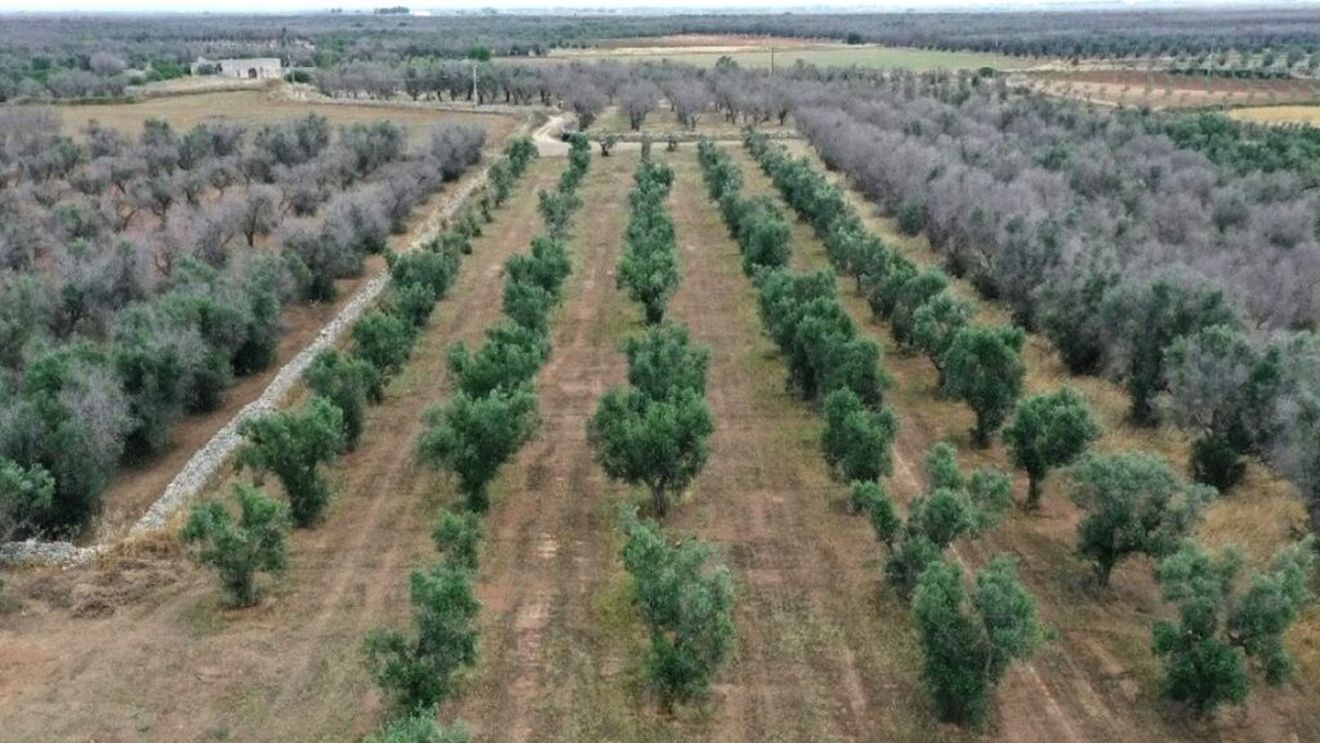 Un fenomen inexplicabil: Măslinii uscați din cauza bacteriei Xylella din regiunea italiană Puglia au început să producă din nou