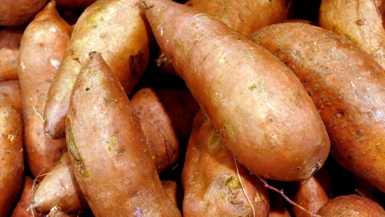 Egiptul, în pragul unui record istoric al exporturilor de cartofi dulci către Marea Britanie / Regatul Unit este una dintre principalele destinații pentru cartofii dulci egipteni
