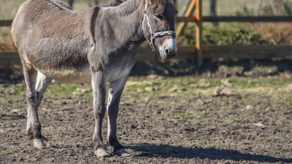 Bihor: Incendiu la o fermă de măgăriţe, produs în baloţii de fân. Pompierii s-au luptat cu flăcările timp de șapte ore