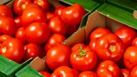 Cererea pentru roșiile românești, în creștere: Un mare retailer din România anunță că va avea la raft doar tomate de la producători locali
