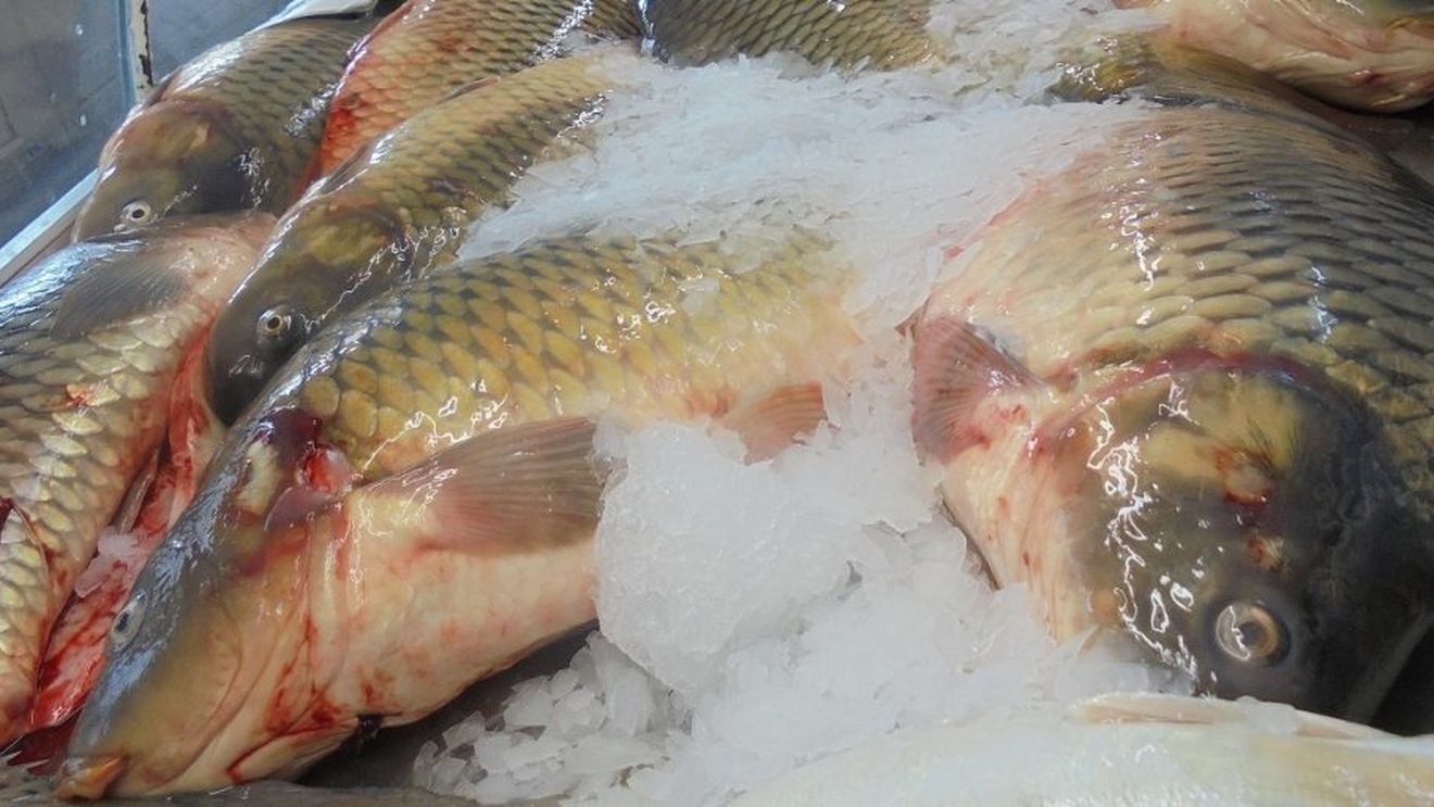 Obiceiuri alimentare: românii preferă macroul, crapul și heringul; consumul de pește este caracteristic mai degrabă adulților, decât celor tineri