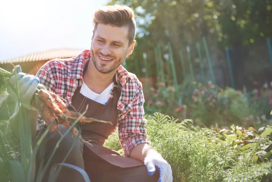 Un fermier privește o legătură de morcovi