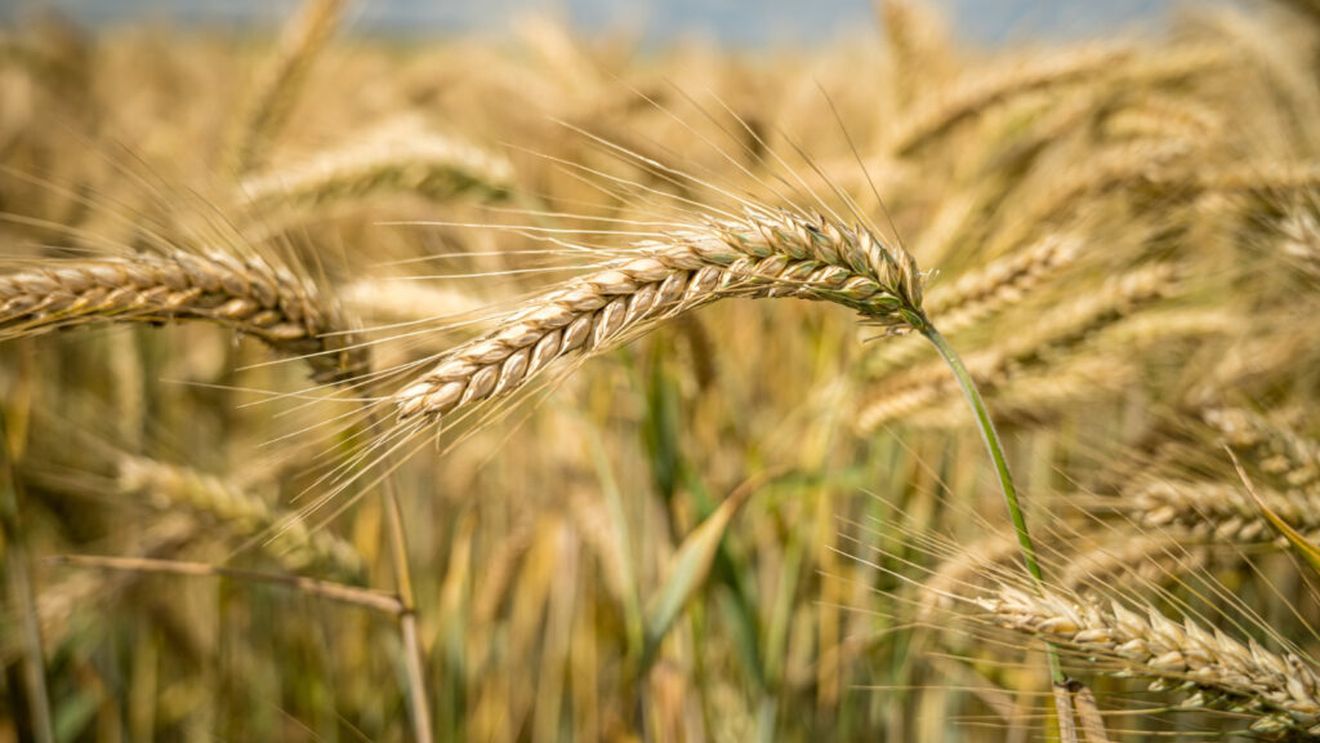 Egiptul vrea să își crească producția internă de grâu până la 5 milioane de tone / Extinderea suprafețelor, semințe mai bune și modernizarea irigațiilor sunt mizele noului plan