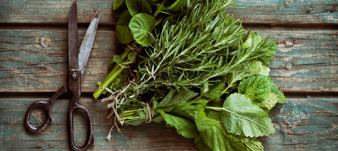 Planta aromatică asociată cu o memorie mai bună și un risc mai mic de declin cognitiv / Cercetătorii studiază potențialul său în boala Alzheimer
