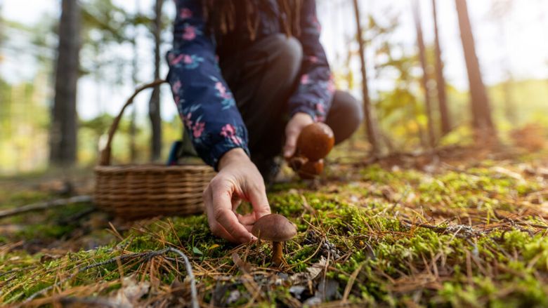 Ce trebuie să știi dacă mergi să culegi ciuperci din pădure / Regula esențială pe care trebuie să o respecte orice persoană care vrea să se bucure de hrană din natură / Greșelile pot deveni periculoase