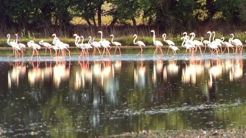 Culturile de orez pentru risotto, amenințate de păsările flamingo în nord-estul Italiei