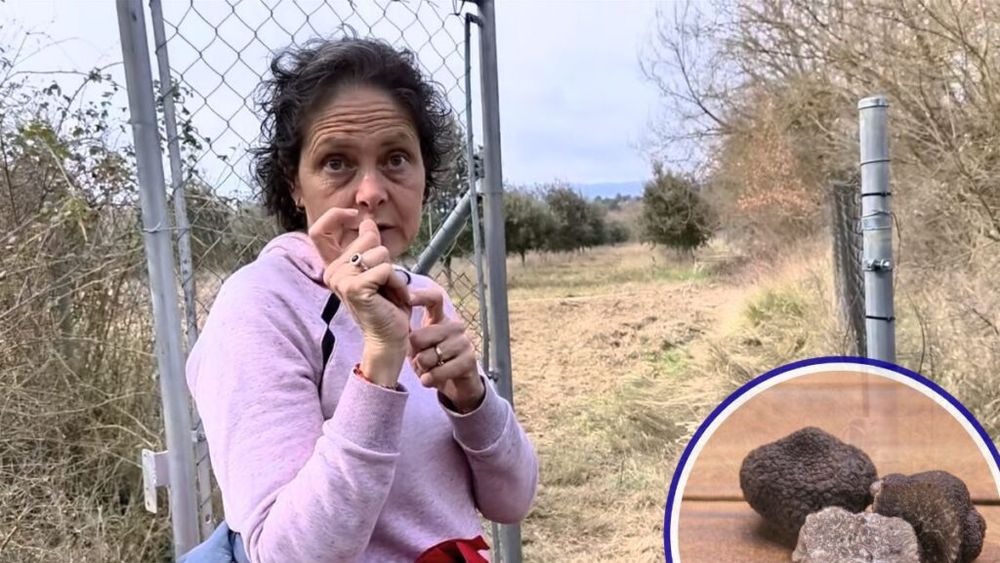 VIDEO | Cum cresc trufele și arborii care ascund în rădăcini trufele negre/ Proprietar plantație: Trebuie să aștepți mulți ani