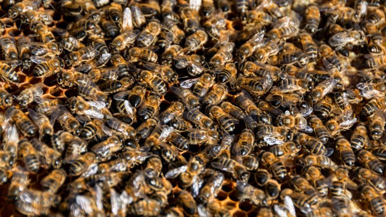 Roiuri uriașe de albine au invadat un centru comercial din Israel / Autoritățile au închis zona