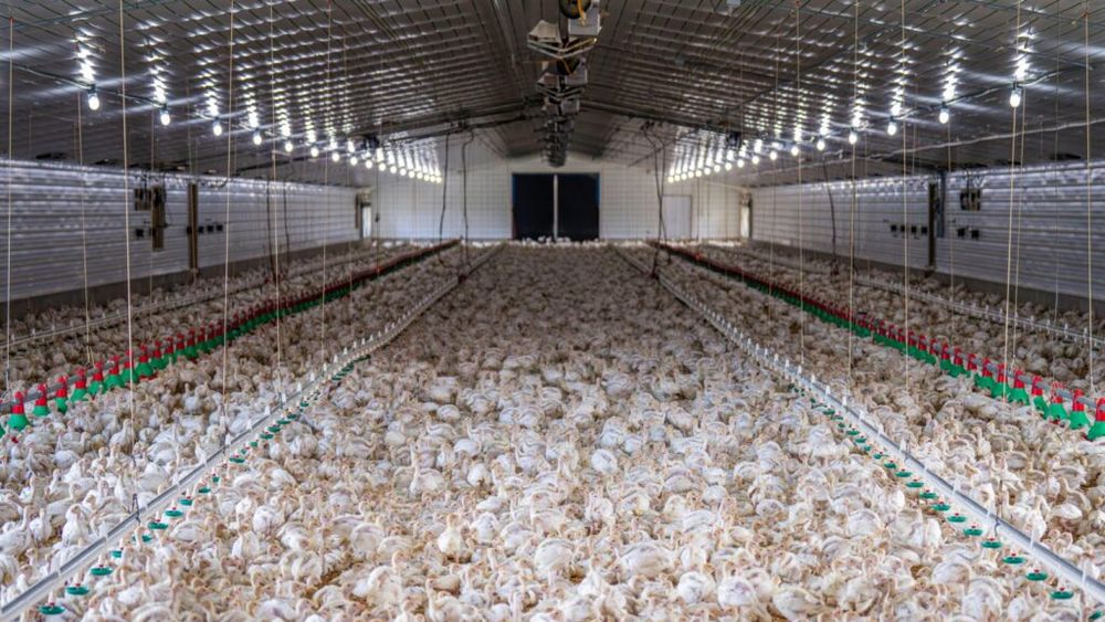Noul conflict modern, dintre marile ferme zootehnice industriale, susținute de cererea tot mai mare de carne, și micile comunități locale. O comunitate din Marea Britanie se plânge că a ajuns „să simtă mirosul de amoniac în farfurie”