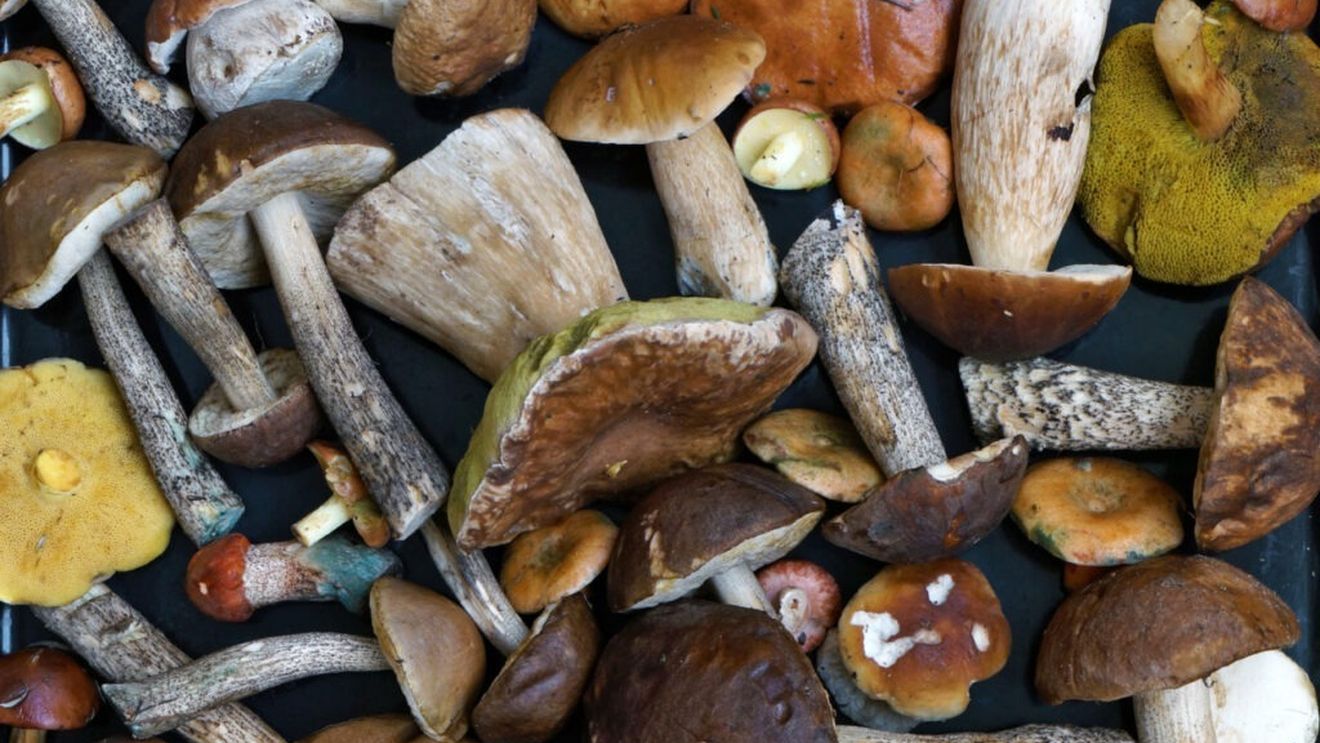 Mituri despre cum să afli dacă o ciupercă este sau nu otrăvitoare / Atenție! Nu există niciun test simplu, universal valabil pentru a verifica siguranța unei ciuperci / Majoritatea metodelor populare sunt mituri demontate științific