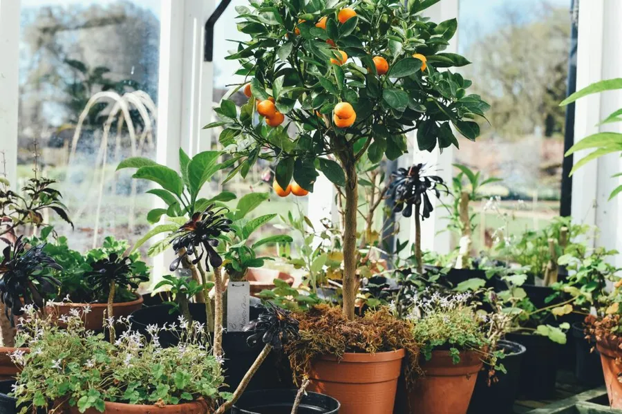 pomi-fructiferi-pomi-fructiferi-in-apartament-pomi-fructiferi-in-ghiveci-plante-de-interior-gradinarit-lamai-lamai-Meyer-smochin-smochin-in-ghiveci-avocado-Hass-bananier-bananier-pitic-portocal-calamondin-citrice-rodie-acerola-zmeur-fructe-cultivate-acasa-plante-fructifere