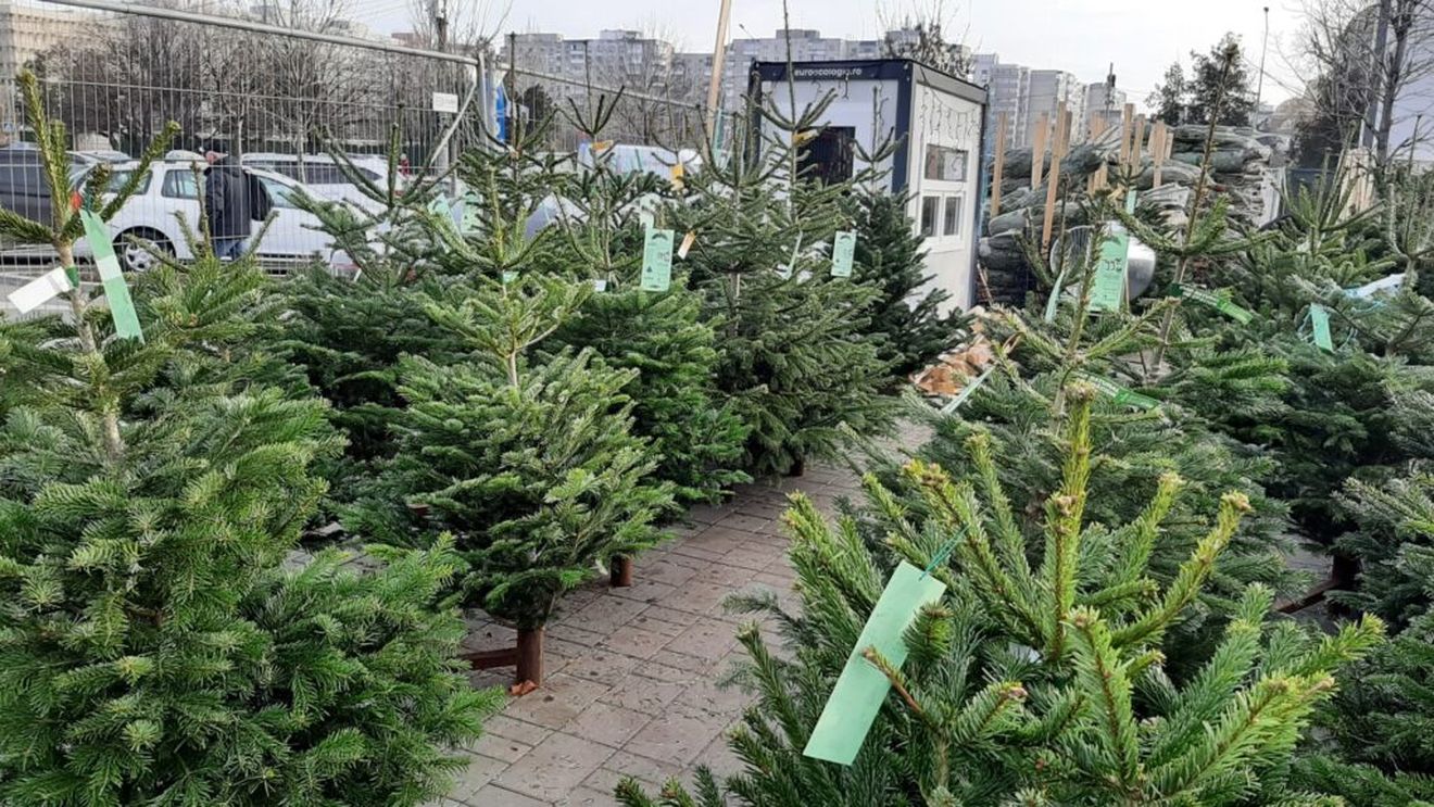 Goana după brazi a intrat în ultima linie dreaptă. Cu cât se vinde un brad de Crăciun, în decembrie 2025