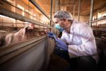 Veterinarii critică planul A.N.S.V.S.A. prin care proprietarii ar urma să plătească vaccinarea animalelor contra antraxului din 2026 / Ei avertizează că măsura poate crea riscuri majore pentru sănătatea publică și pentru exporturi