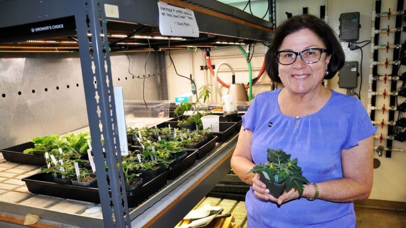 Roșii cosmice, obținute în cadrul unui experiment universitar american derulat în comun cu NASA/Prima recoltă, anul viitor