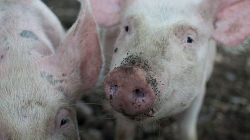 Noile reguli privind creșterea și comercializarea porcilor în România ( III )