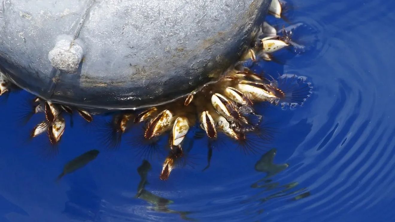 Crustaceele cu coaja delicată, o delicatesă de Crăciun în Spania, sunt ameninţate de schimbările climatice