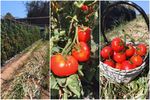 FOTO – VIDEO| Românul care a încercat să pună roșii de acasă în Spania. „Au murit toate, acum nu mai cultiv decât răsaduri locale”