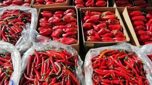 Mariana Didea, legumicultor din satul Zorlești, jud. Gorj: ”marfă să fie, că avem unde să o vindem”