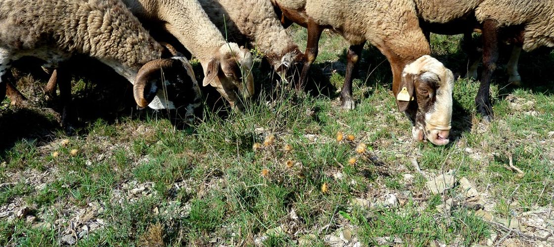 Carantină națională de 30 de zile pentru oi și capre după confirmarea unui focar de pestă a micilor rumegătoare în Mureș / Transporturile ilegale vor fi sancționate cu amenzi și confiscarea vehiculelor