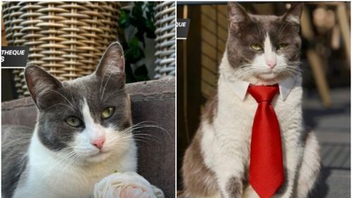 Un restaurant din Pitești a ales o formă neobișnuită de a-și extinde echipa: a „angajat” o pisică