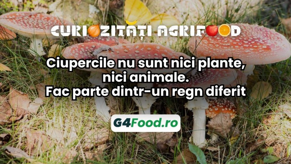 Curiozități agri-food 05 decembrie: ciupercile nu sunt nici plante, nici animale/Fac parte dintr-un regn diferit