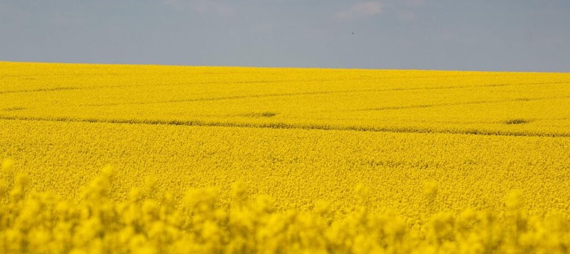 România devine principalul furnizor de rapiță al Germaniei, depășind Ucraina în sezonul 2025/26