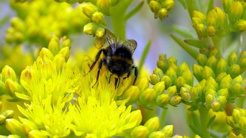 Europa testează „albine artificiale” pentru a sprijini polenizatorii aflați în declin / „Avem nevoie de timp pentru a discuta cum pot fi reglementate aceste lucruri”