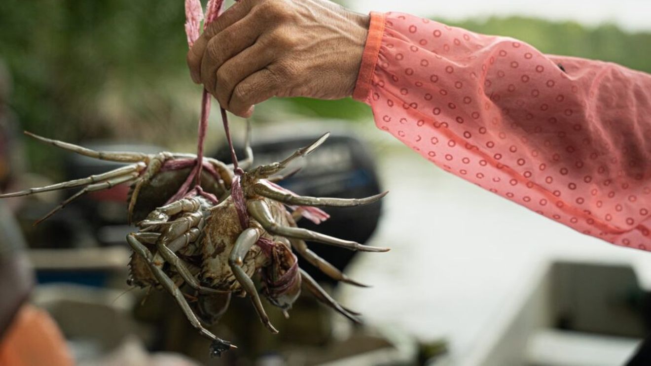 Crabi tot mai puțini în sudul Malaeziei / Comunitățile de la mare din sudul țării pierd lupta cu dezvoltarea urbană / Orașele se extind, iar marea se golește de viață, în timp ce pescarii indigeni din Johor trăiesc din ce în ce mai greu