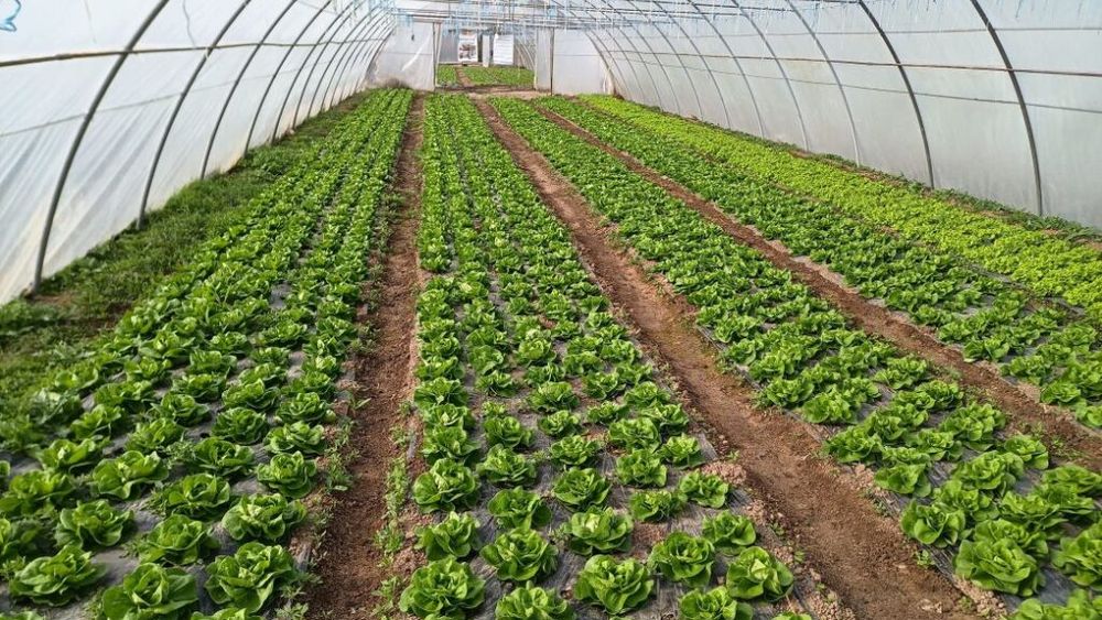 Un legumicultor din Ardeal obține patru culturi pe an, într-un singur solar; ”Se pare ca nu am timp să mă plictisesc”