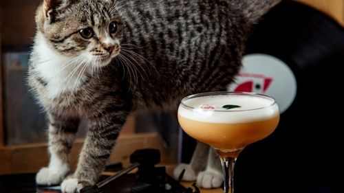 Pisici, cafea și liniște interioară: Cat cafe, trendul care cucerește Coreea de Sud (VIDEO)