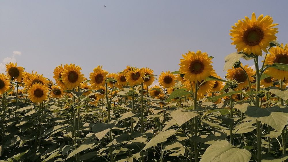 România, pe primul loc atât la exportul, cât și la importul de semințe de floarea soarelui; scădere drastică a livrărilor ucrainene pe piața comunitară