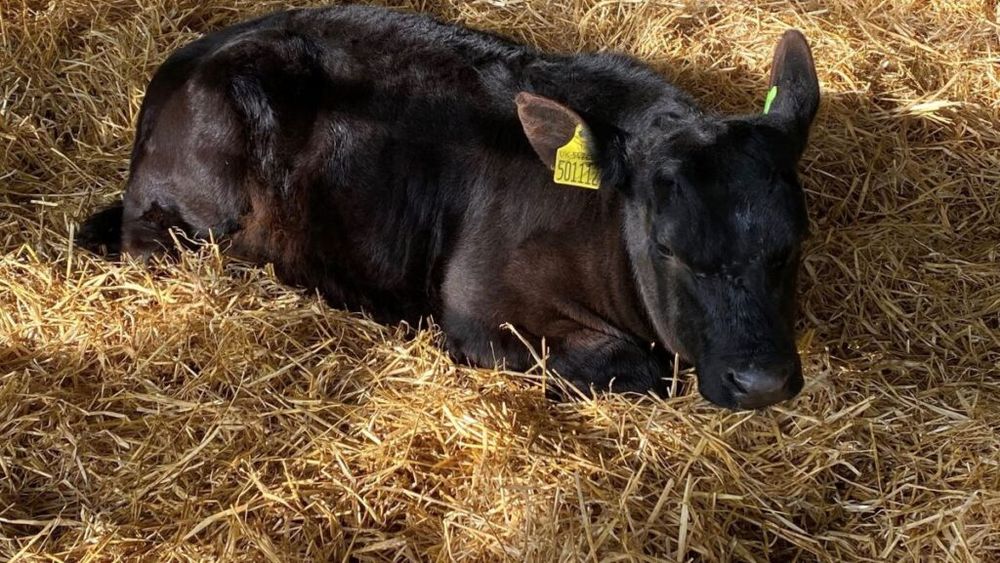 Primul vițel din rasa Angus argentinian, născut în România, la o fermă din Gherla. Animalele sunt adaptate întâi climatului european în Spania