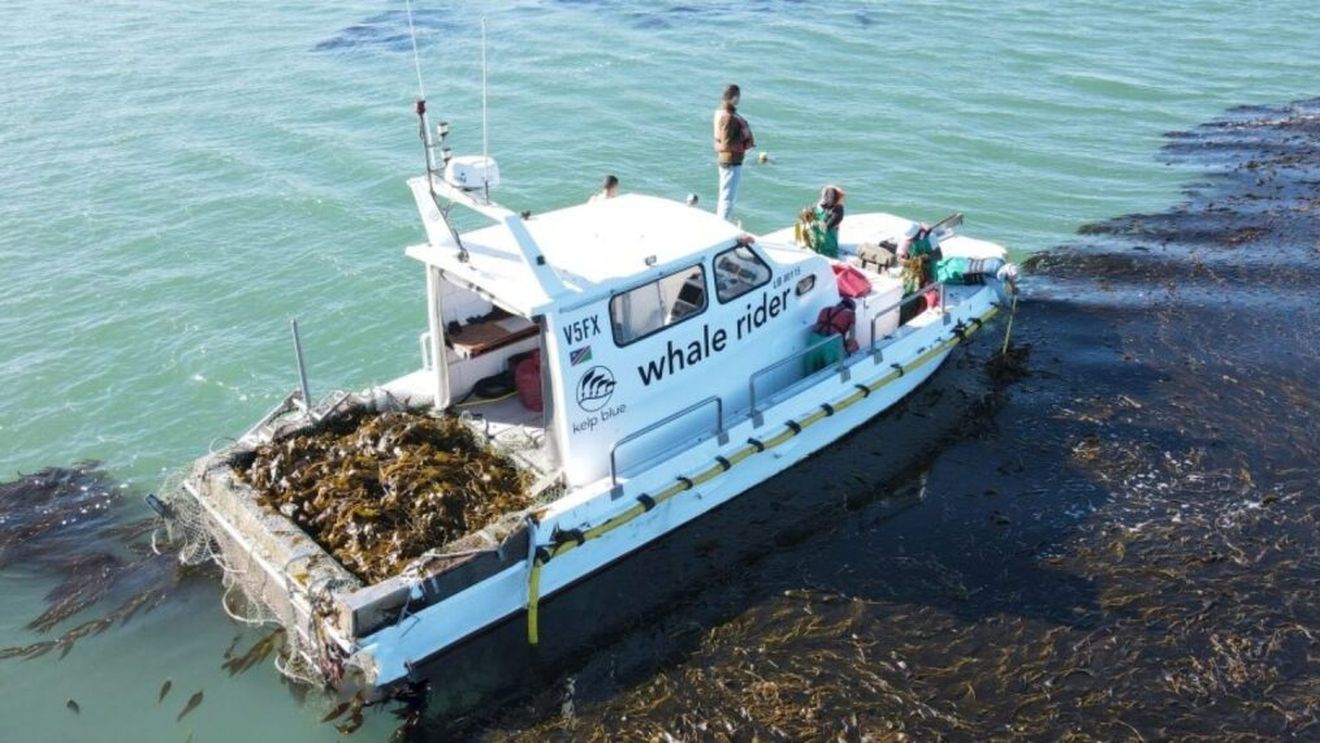 Un startup cultivă alge uriașe, care absorb CO2 și stimulează biodiversitatea locală / Plantele sunt transformate în biostimulanți pentru sol și într-o alternativă la piele