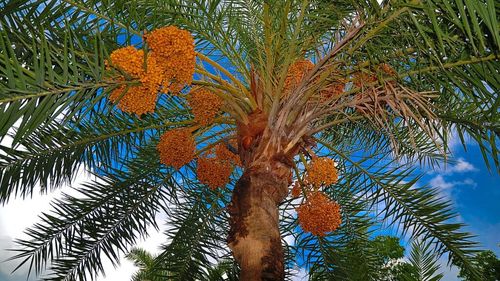 Știai că poți planta un curmal în propria ta curte? Sfaturi utile pentru cultivare și îngrijire / Perioada optimă pentru plantare este acum, în luna mai