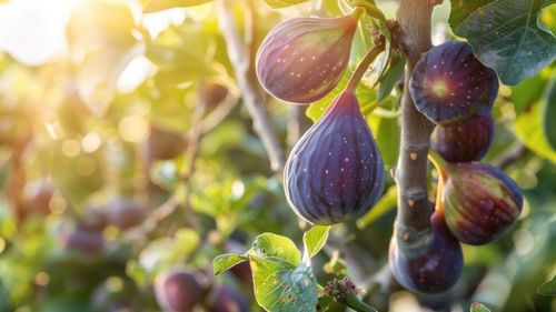 „Fermier cu valoare adăugată”: Producătorul de smochine Viorel Baiaș își dezvoltă permanent afacerea, după ce a lansat o dulceață „wow”: „Acum vrem să le uscăm și să le băgăm în ciocolată” / A început să producă și kiwi